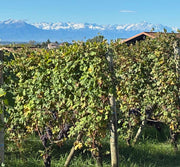 Barolo 2019 — waarom deze jaargang de hype waard is