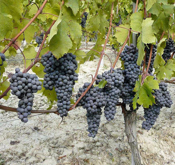 Nebbiolo: De Nobele Druif van Piemonte's Barolo