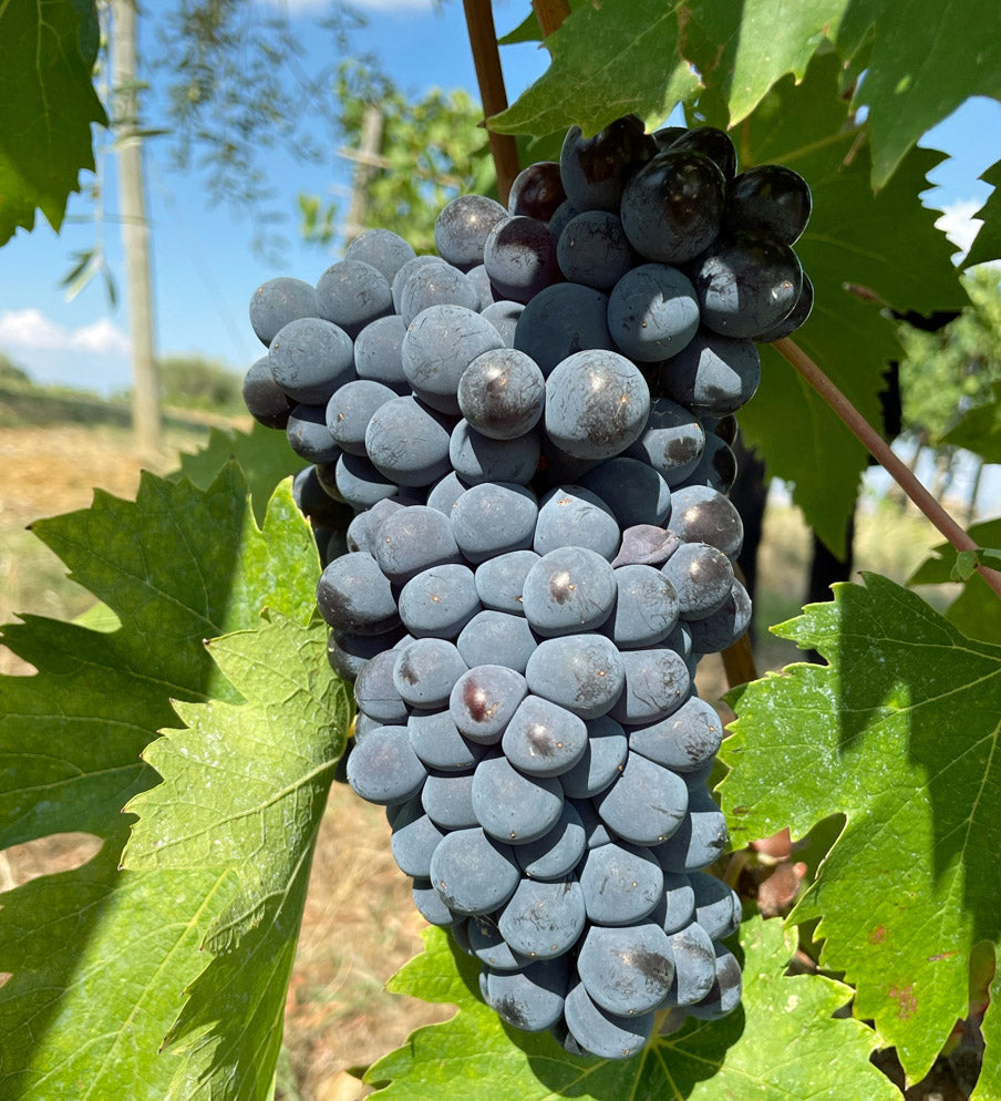Sangiovese Grosso druif: Het Geheim achter Brunello di Montalcino