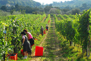 De Beste Brunello di Montalcino oogstjaren