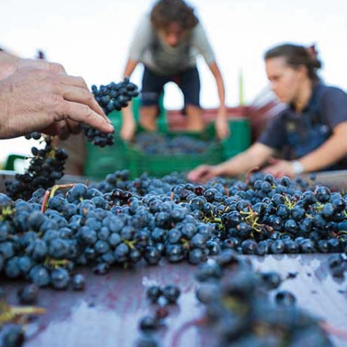 Brunello di Montalcino & Barolo: Twee Italiaanse Rode Wijn Iconen