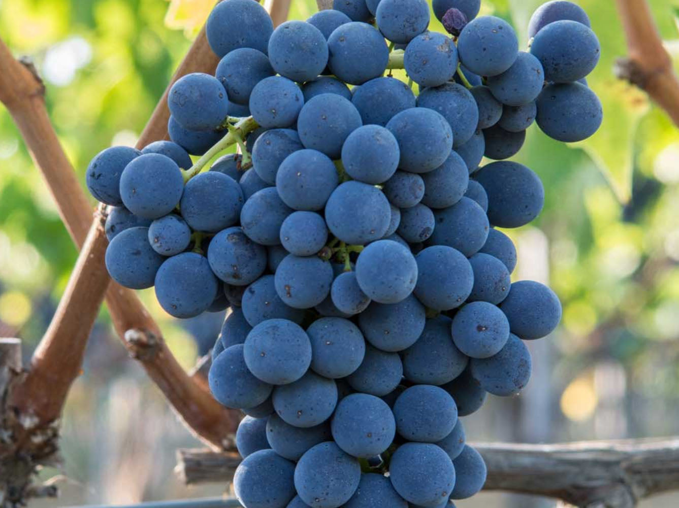 Capanna - Brunello di Montalcino Riserva DOCG - 2019