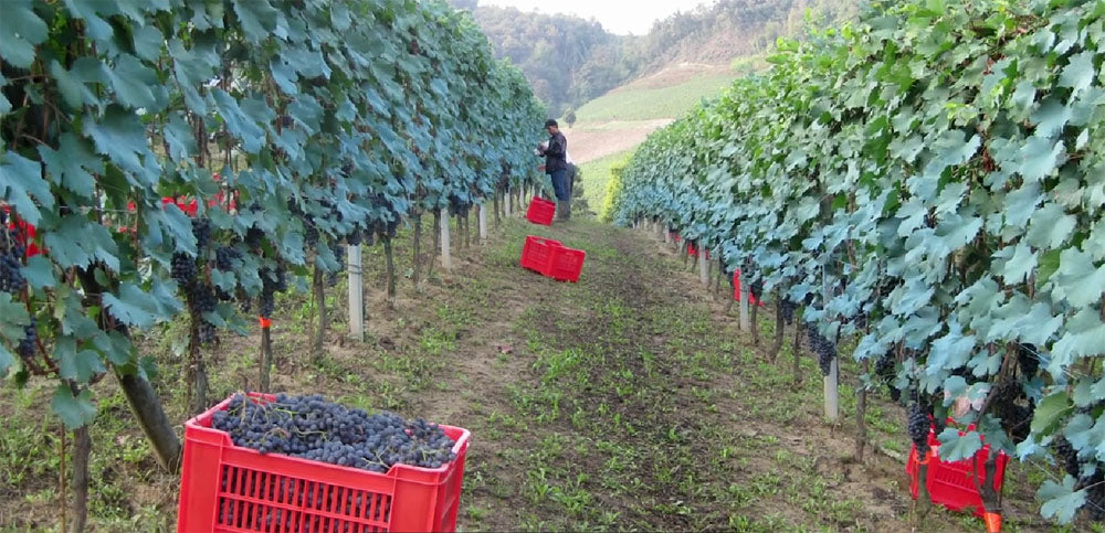 Bartolo Mascarello - Barolo DOCG - Comune di Barolo -  2020