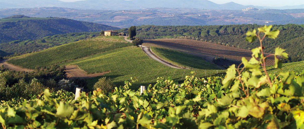 Castiglion del Bosco - Rosso di Montalcino DOC -Gauggiole - 2020