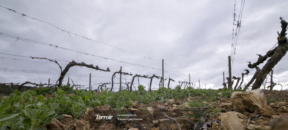 Ciacci Piccolomini d'Aragona - Brunello di Montalcino DOCG - Cru Pianrosso - 2020