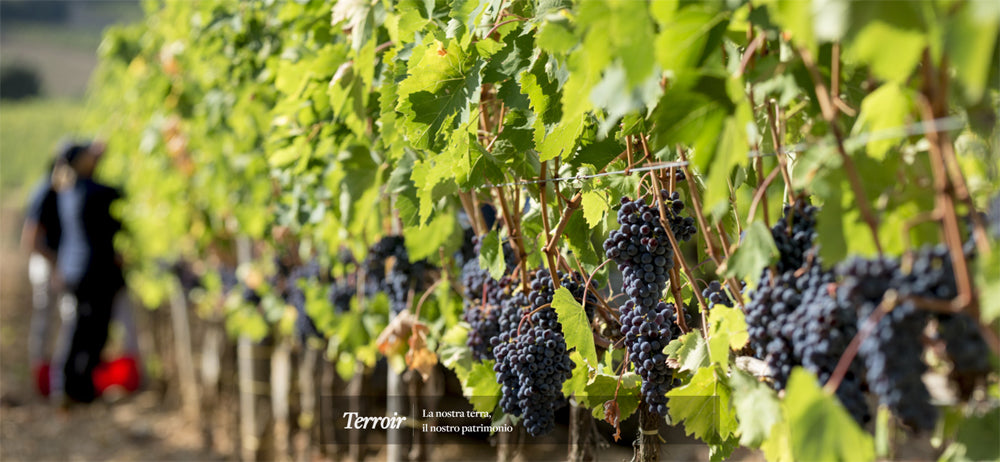 Ciacci Piccolomini d'Aragona - Brunello di Montalcino DOCG - Cru Pianrosso - 2020