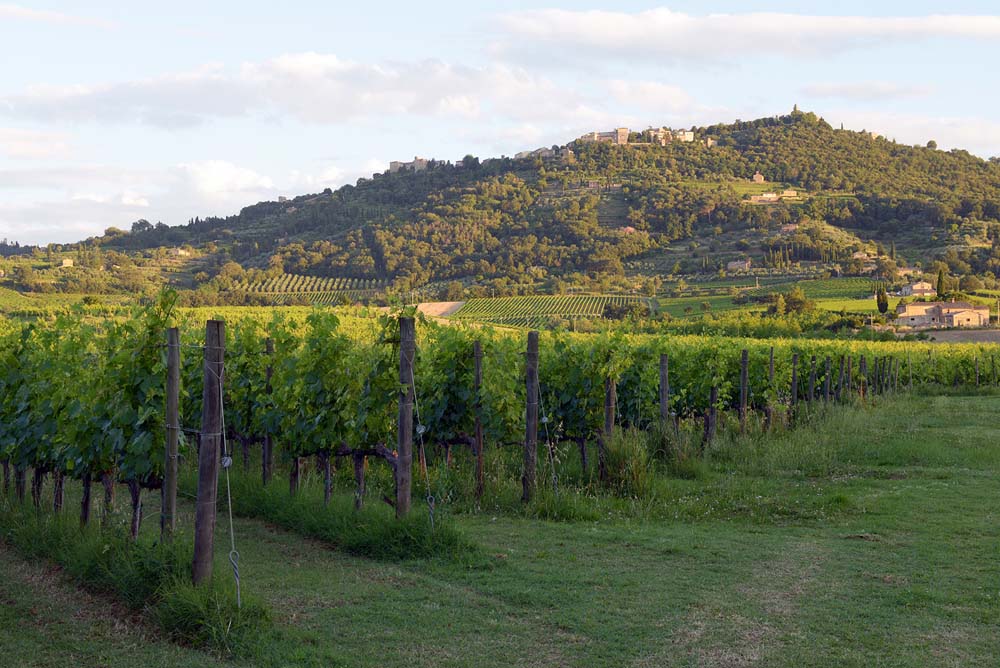 Valdicava - Brunello di Montalcino DOCG - 2019