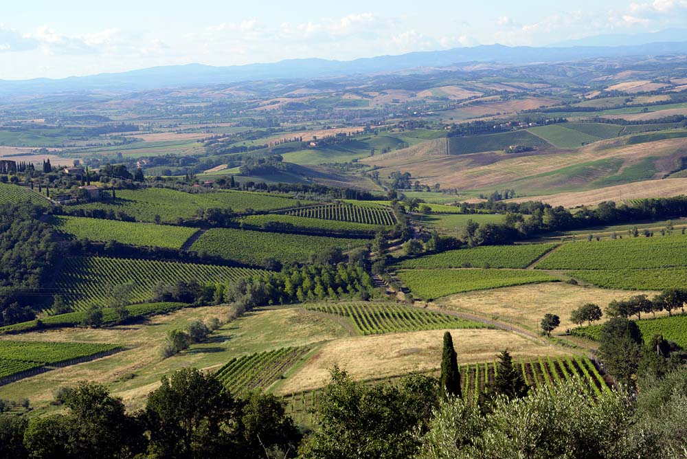 Valdicava - Brunello di Montalcino DOCG - 2019