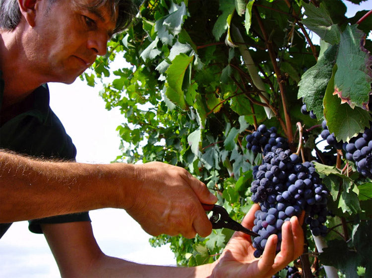 Wat maakt Barolo zo bijzonder?