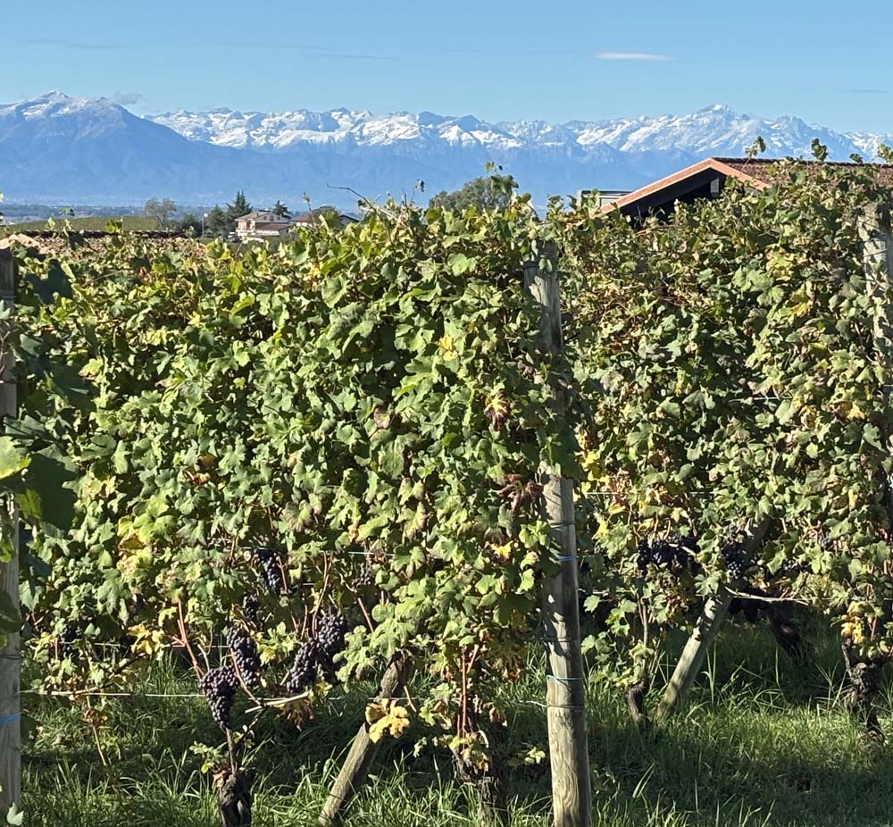 Barolo 2019 — waarom deze jaargang de hype waard is