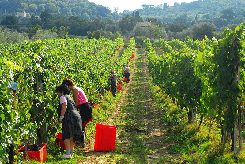 De Beste Brunello di Montalcino oogstjaren
