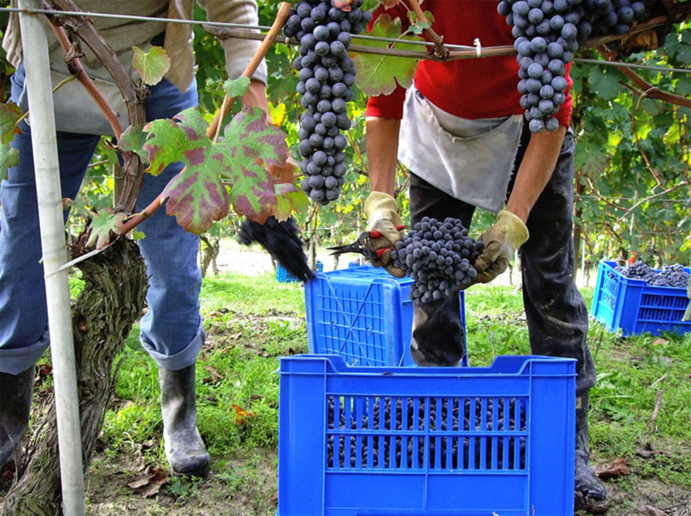 Azelia - Langhe Nebbiolo DOC - 2022 - Castiglione Falletto