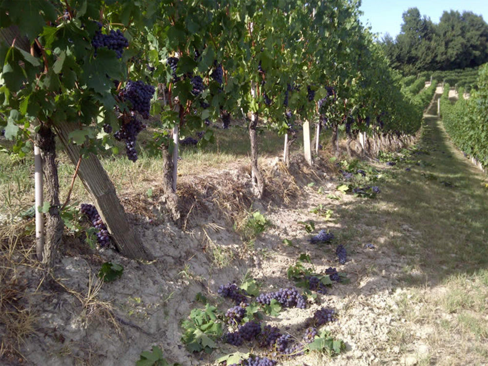 Azelia - Barolo DOCG - Castiglione Falletto - Cru Bricco Fiasco - 2019