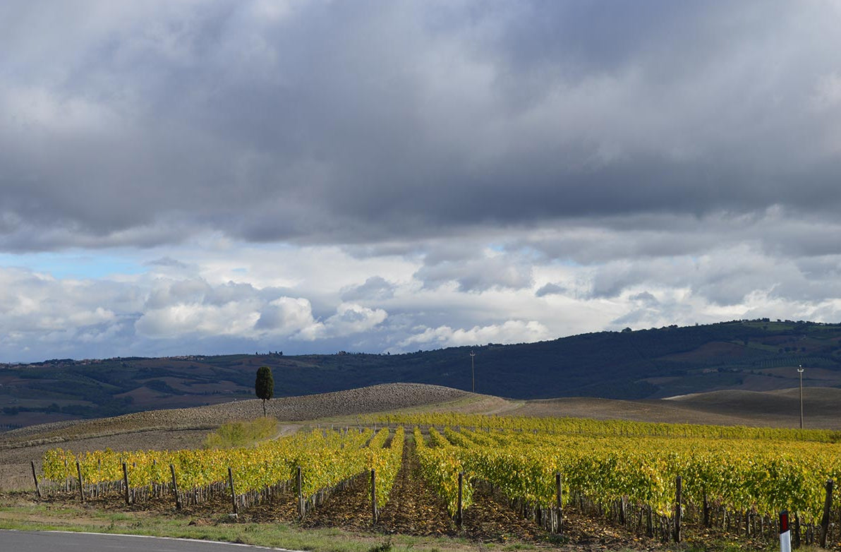 Casanova di Neri - Brunello di Montalcino DOCG - 2020