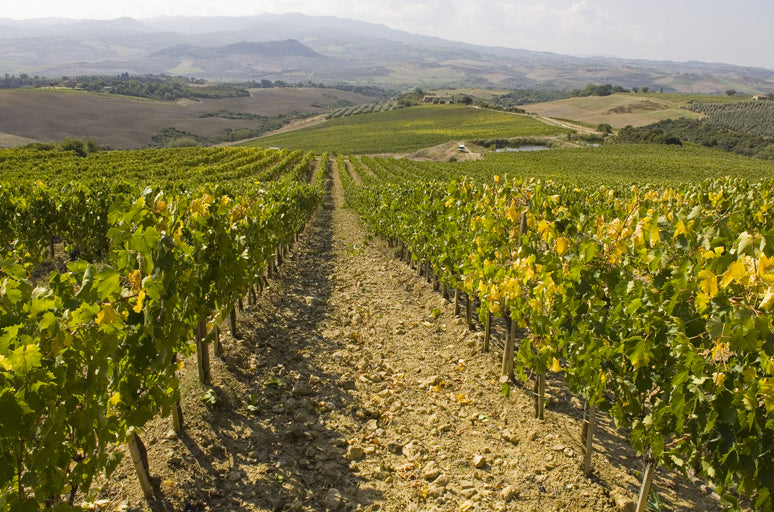 Casanova di Neri - Brunello di Montalcino DOCG - 2020