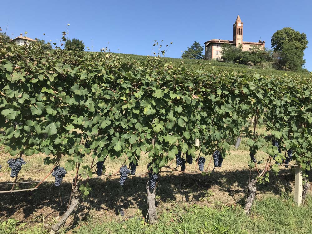 Oddero - Barolo DOCG - Cru Rocche Castiglione - Castiglione Falletto - 2021