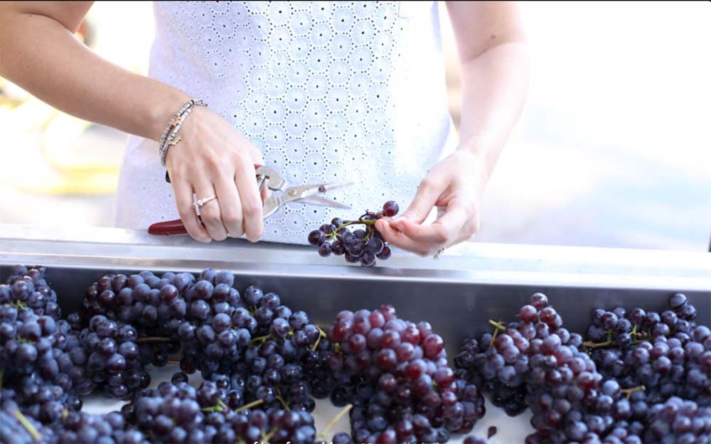Oddero - Barolo DOCG - Cru Rocche Castiglione - Castiglione Falletto - 2021