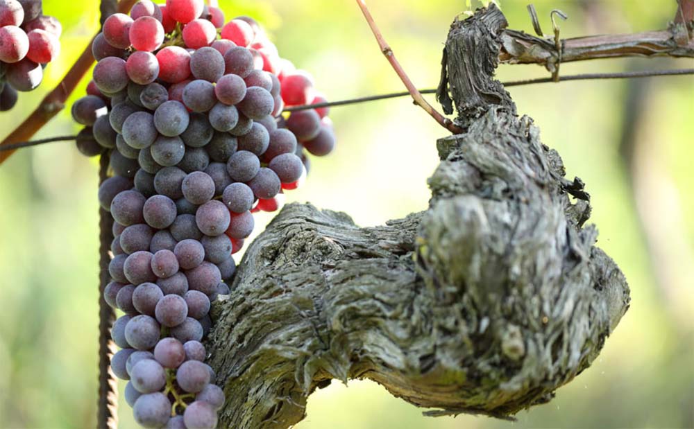 Oddero - Barolo DOCG - Cru Rocche Castiglione - Castiglione Falletto - 2021