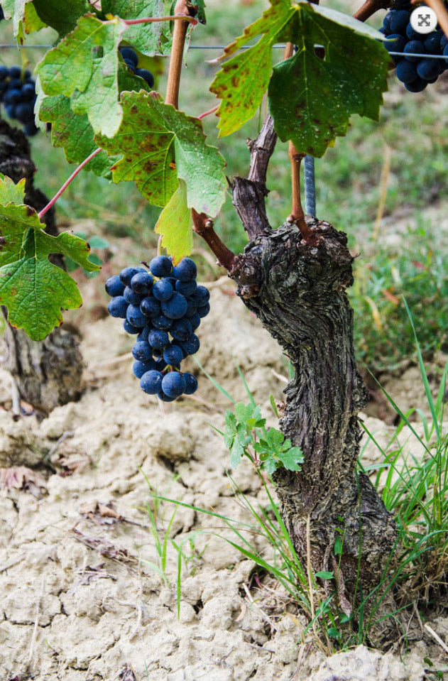 Roberto Voerzio - Barolo DOCG - Comune di Barolo - Cru Fossati