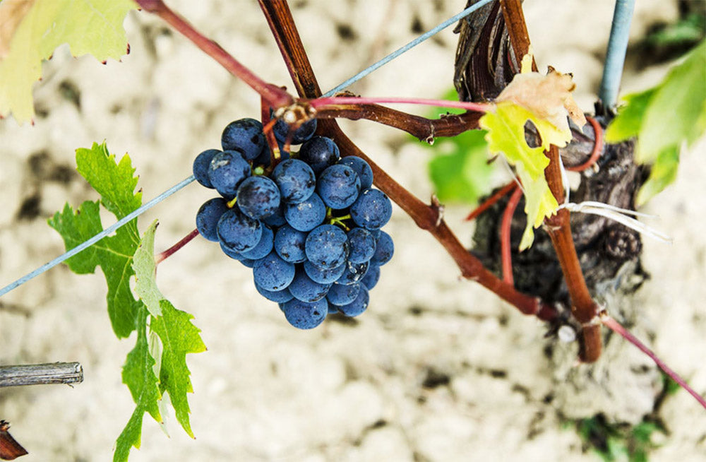 Roberto Voerzio - Barolo DOCG - Comune di Barolo - Cru Fossati