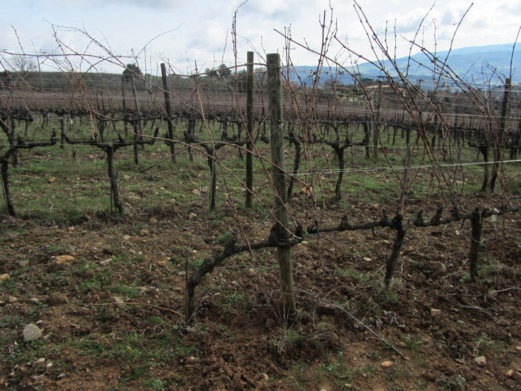 San Polino - Brunello di Montalcino DOCG - 2019
