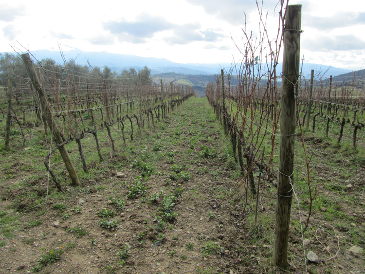San Polino - Brunello di Montalcino DOCG - 2019