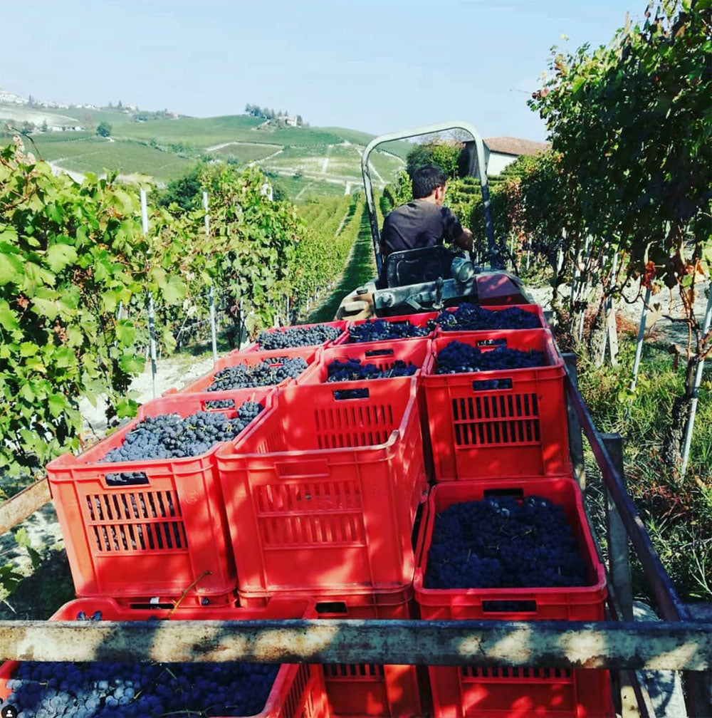 Renzo Seghesio - Barolo DOCG - La Morra - Ca'd' Nalin - 2020 – BrunOlo