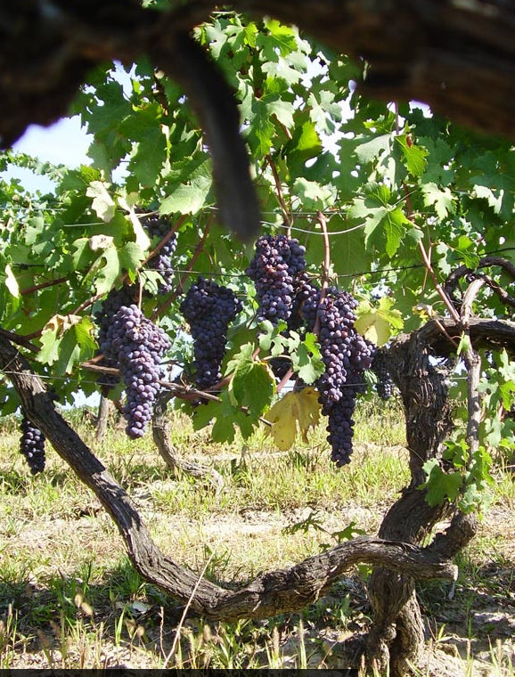 ワイン Colturi Barolo 2020 14% バローロ (2020) | ピーロート・ジャパン ハイエンド・高級